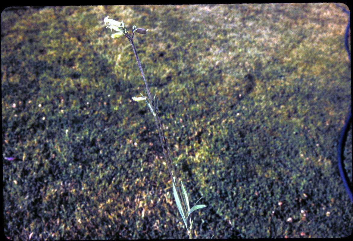 Habitat<br>(Location of Picture: Conconully, Washington, USA)