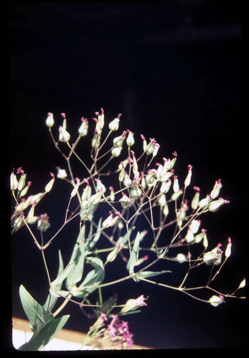 Top Of Plant<br>(Location of Picture: Okanogan, Washington, USA)