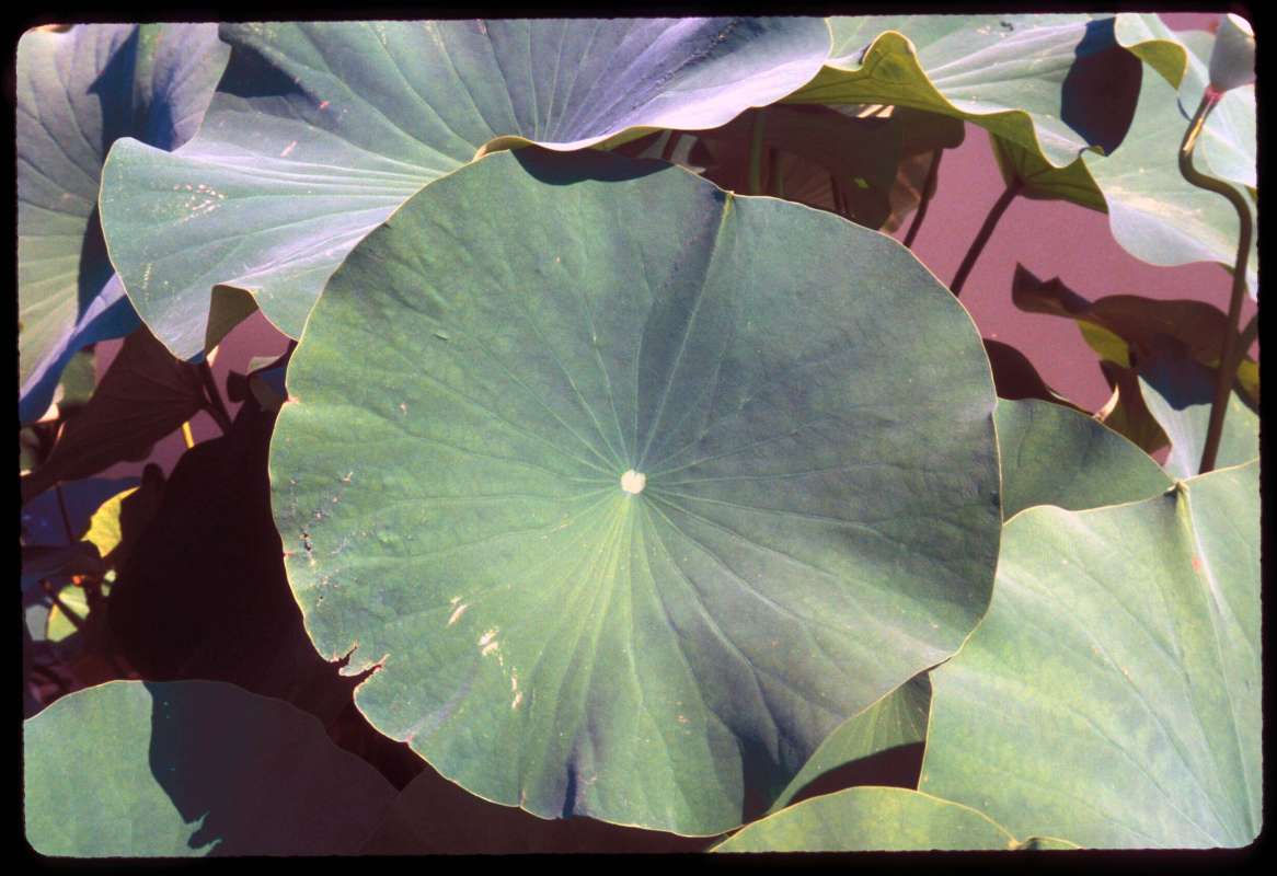 Leaf<br>(Location of Picture: Chs - Glencoe, Illinois, USA)