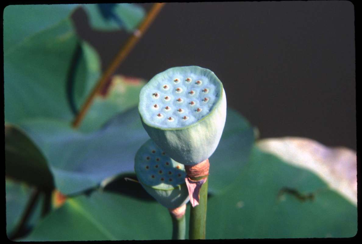 Seed Head<br>(Location of Picture: Chs - Glencoe, Illinois, USA)