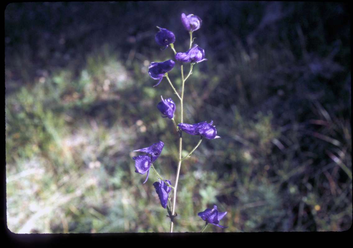 Habitat<br>(Location of Picture: Loup Loup, Washington, USA)