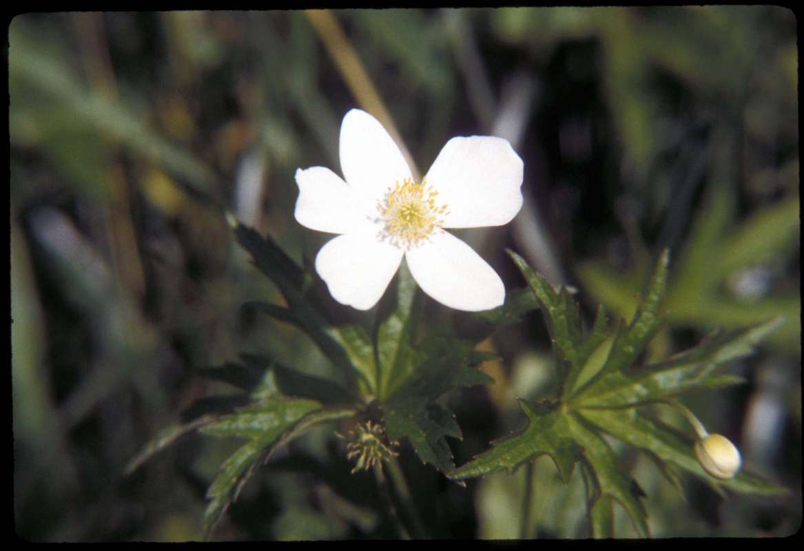 Flower<br>(Location of Picture: Zion Harbor, Illinois, USA)