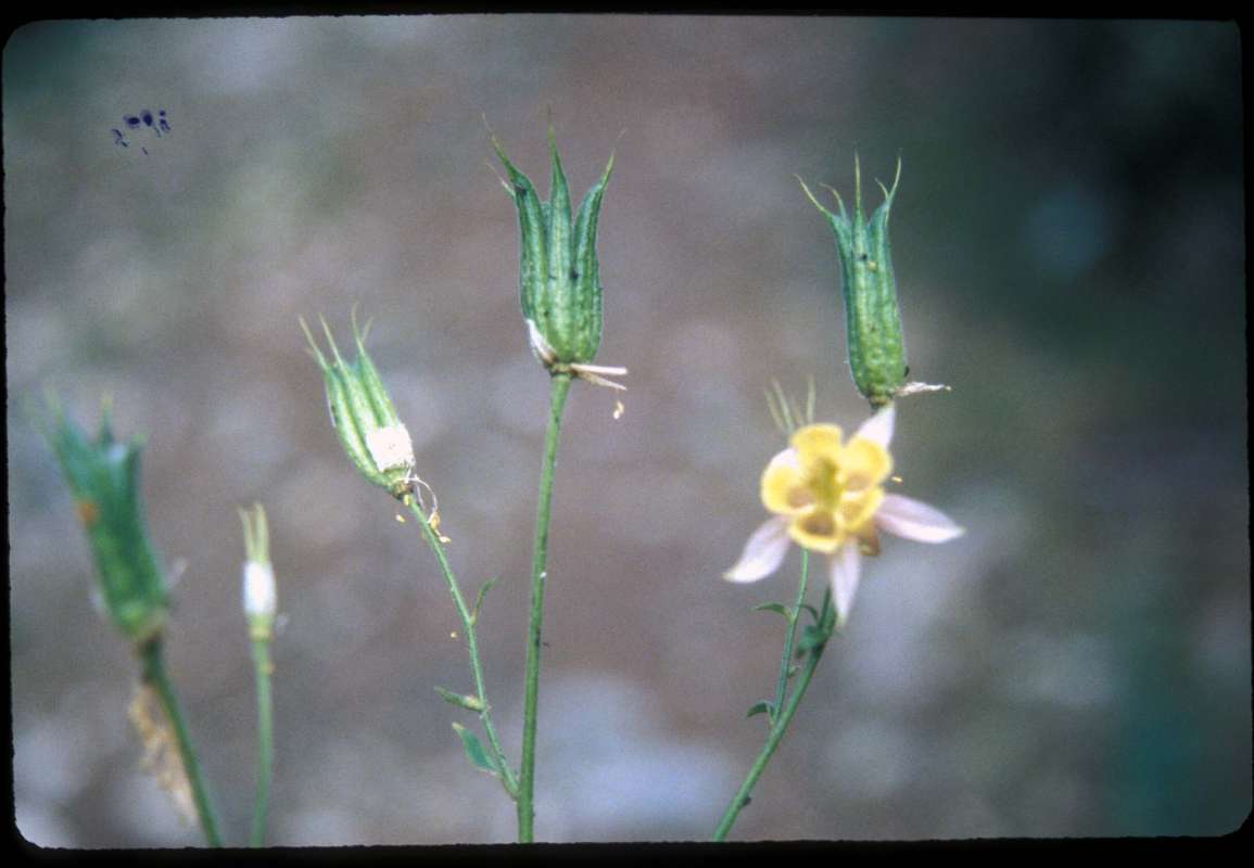 Pods<br>(Location of Picture: Hurley Peak, Washington, USA)