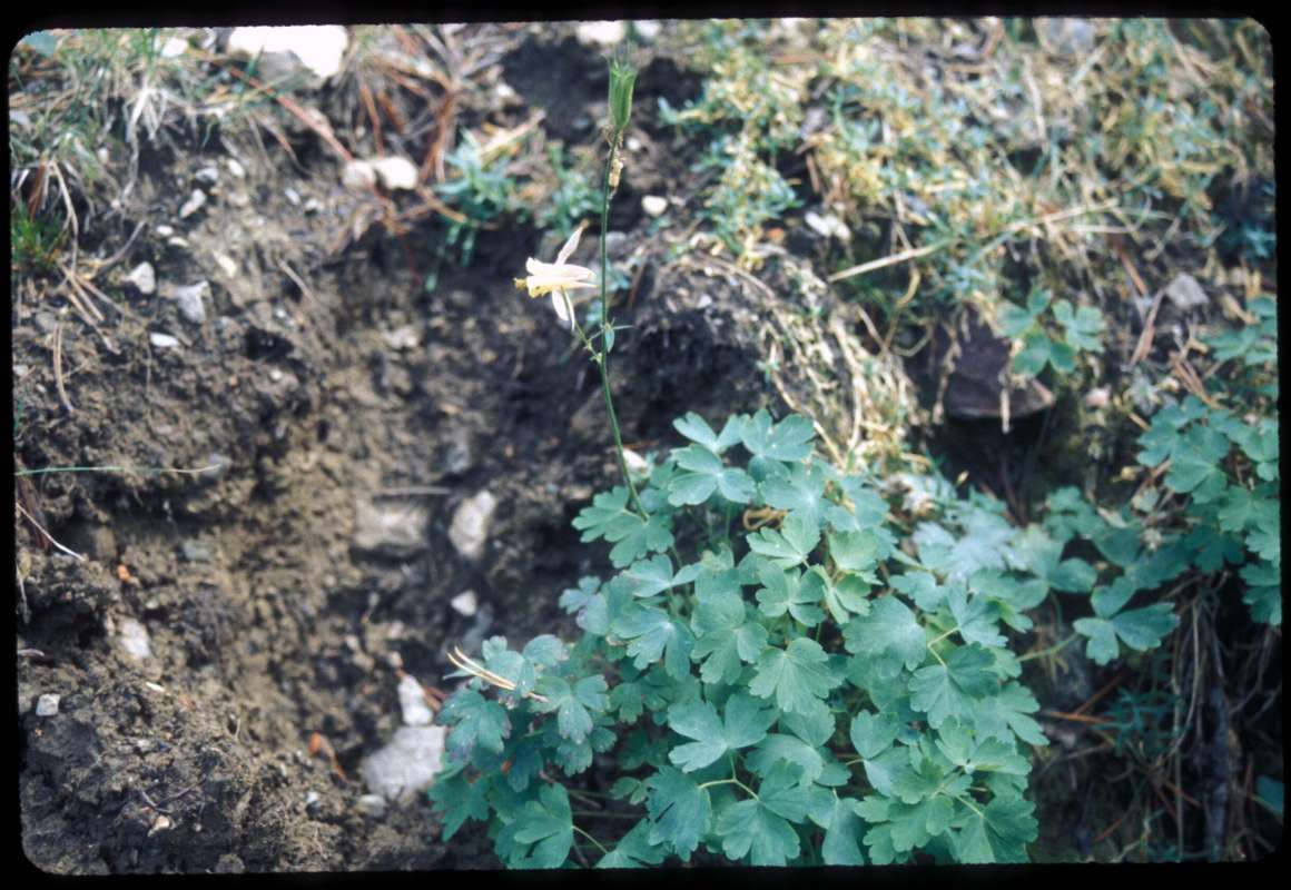 Habitat With Flower<br>(Location of Picture: Hurley Peak, Washington, USA)
