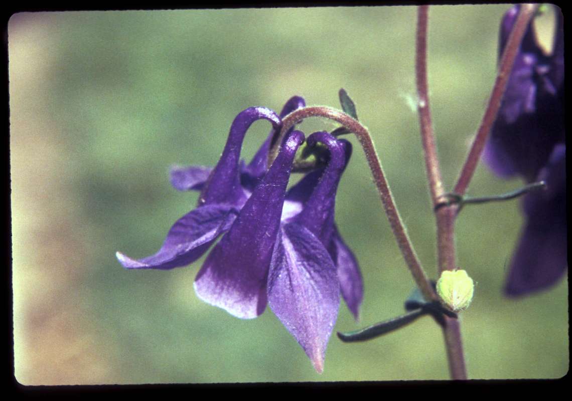 Flower<br>(Location of Picture: Garden, Okanogan, Wa, USA, 2006)