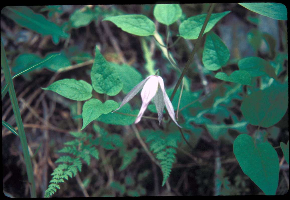 Plant in  Bloom<br>(Location of Picture: Browns Lake, Wa, USA, June 20, 200)