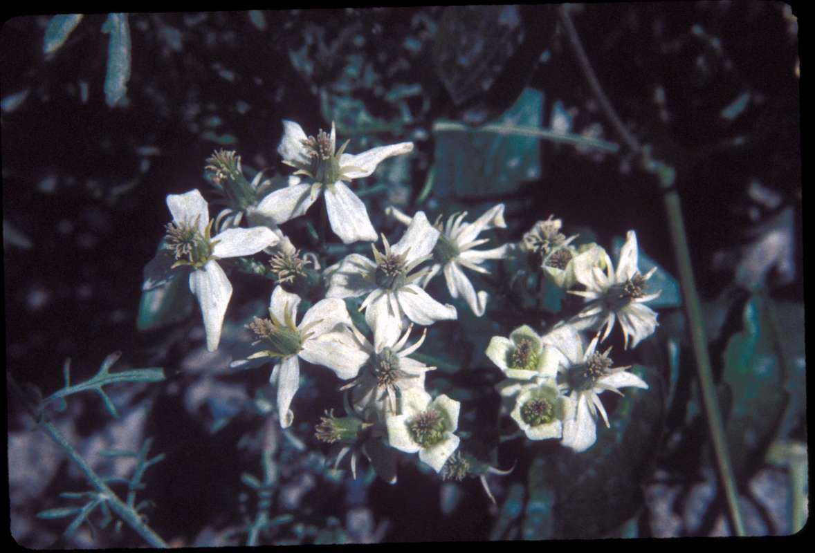 Flowers<br>(Location of Picture: Okanogan, Washington, USA)