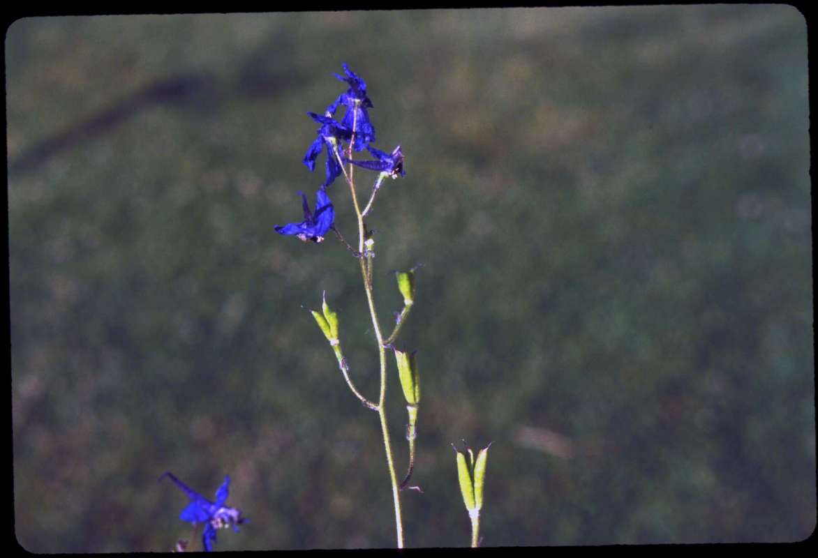 Top Of Plant in  Bloom<br>(Location of Picture: Okanogan, Washington, USA)