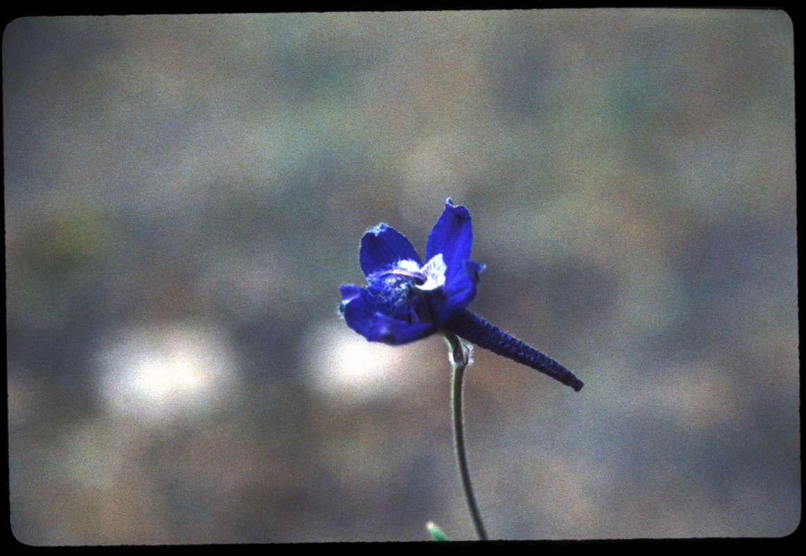 Flower<br>(Location of Picture: Little Goose Lake, Washington, USA)