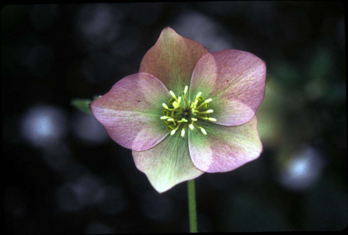 Flower<br>(Location of Picture: Vancouver, Bc, Canada)