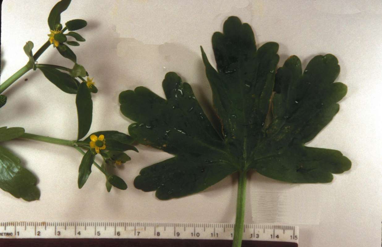 Leaf<br>(Origin of the Specimen: Round Lake, Illinois, USA)