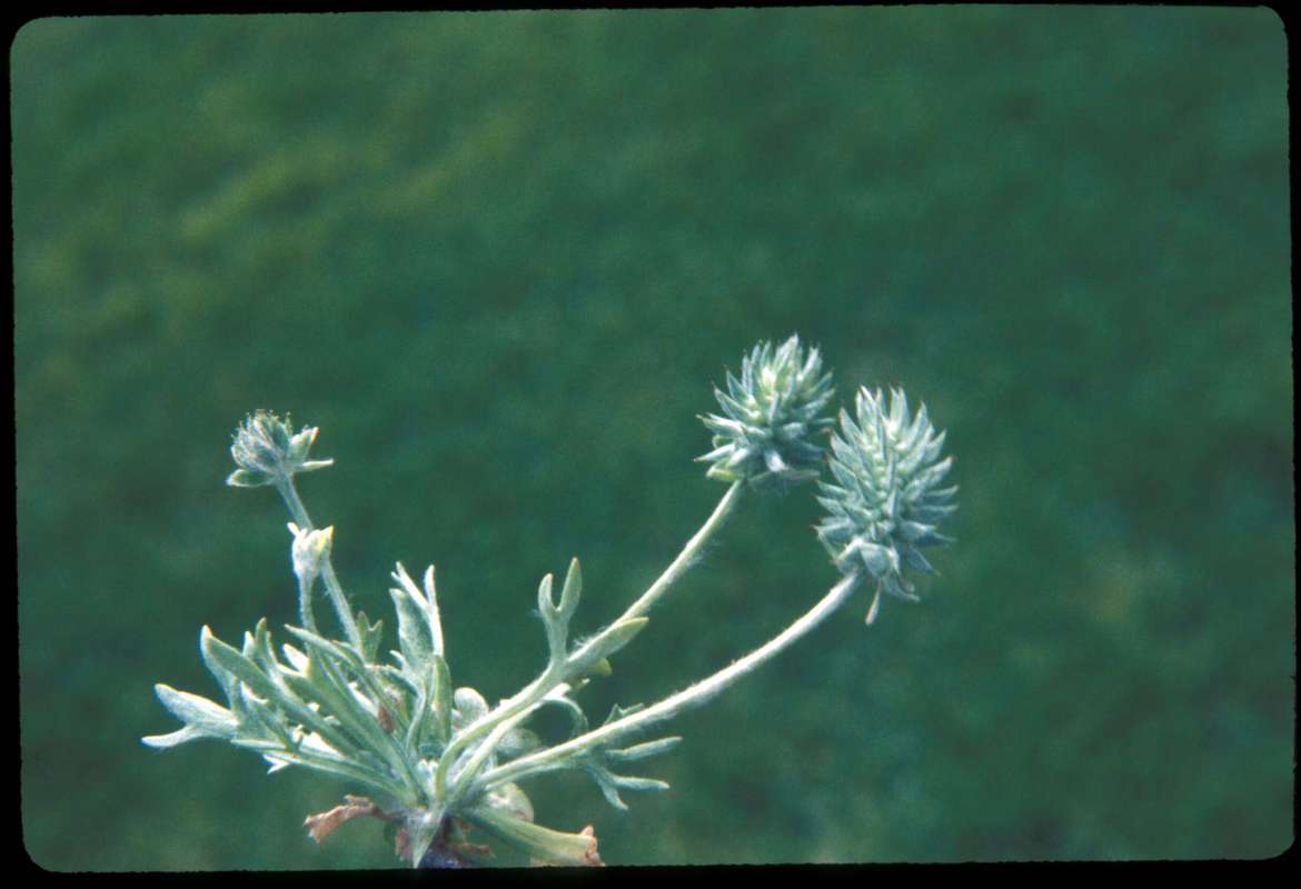 Top Of Plant in  Seed
