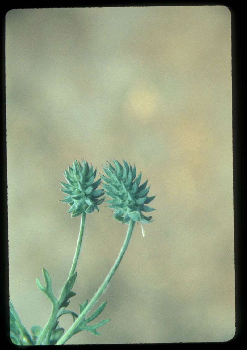 Seed Head