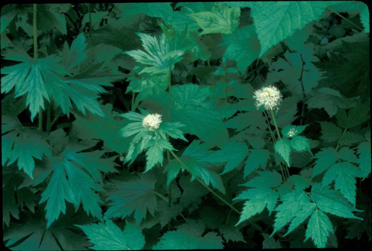 Top Of Plant in  Bloom - Close View<br>(Location of Picture: Browns Lake, Washington, USA)