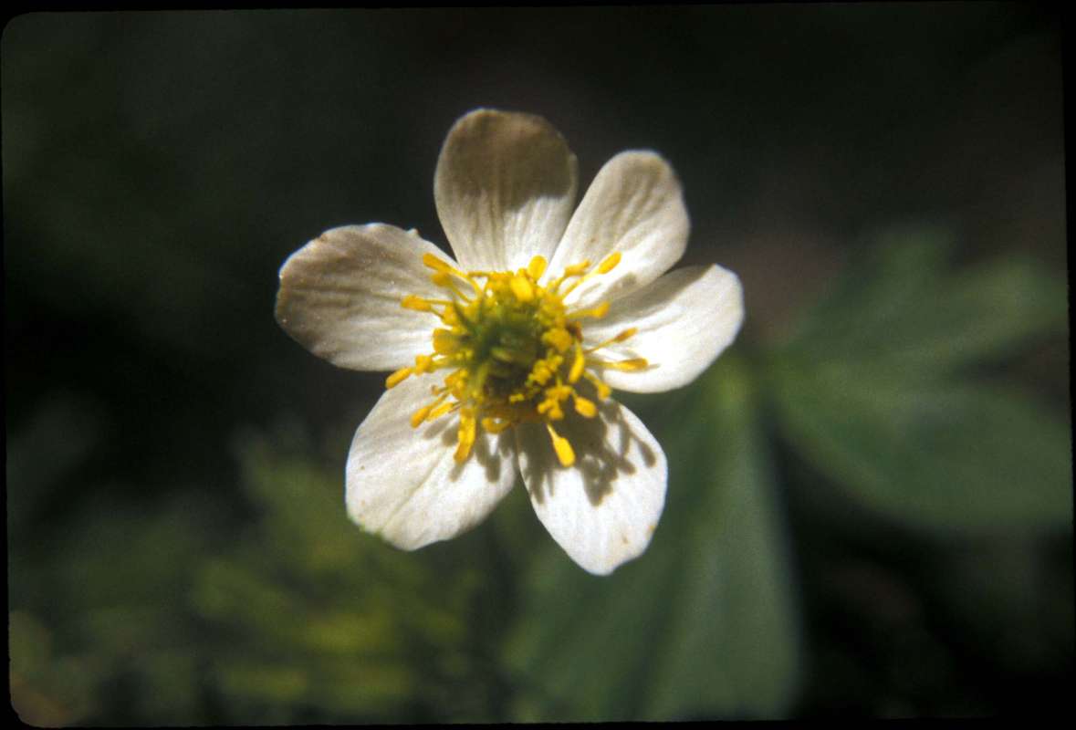 Flower<br>(Origin of the Specimen: L)