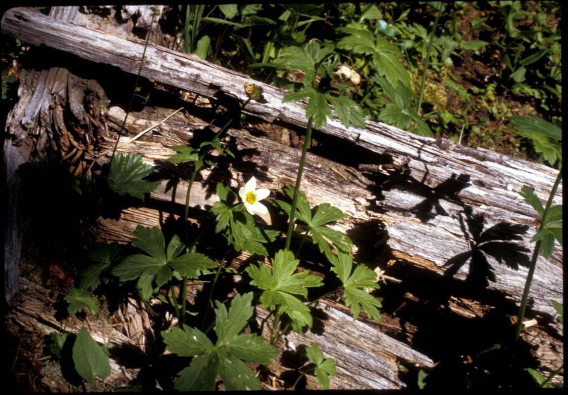 Habitat View<br>(Location of Picture: Lone Frank Pass, Washington)