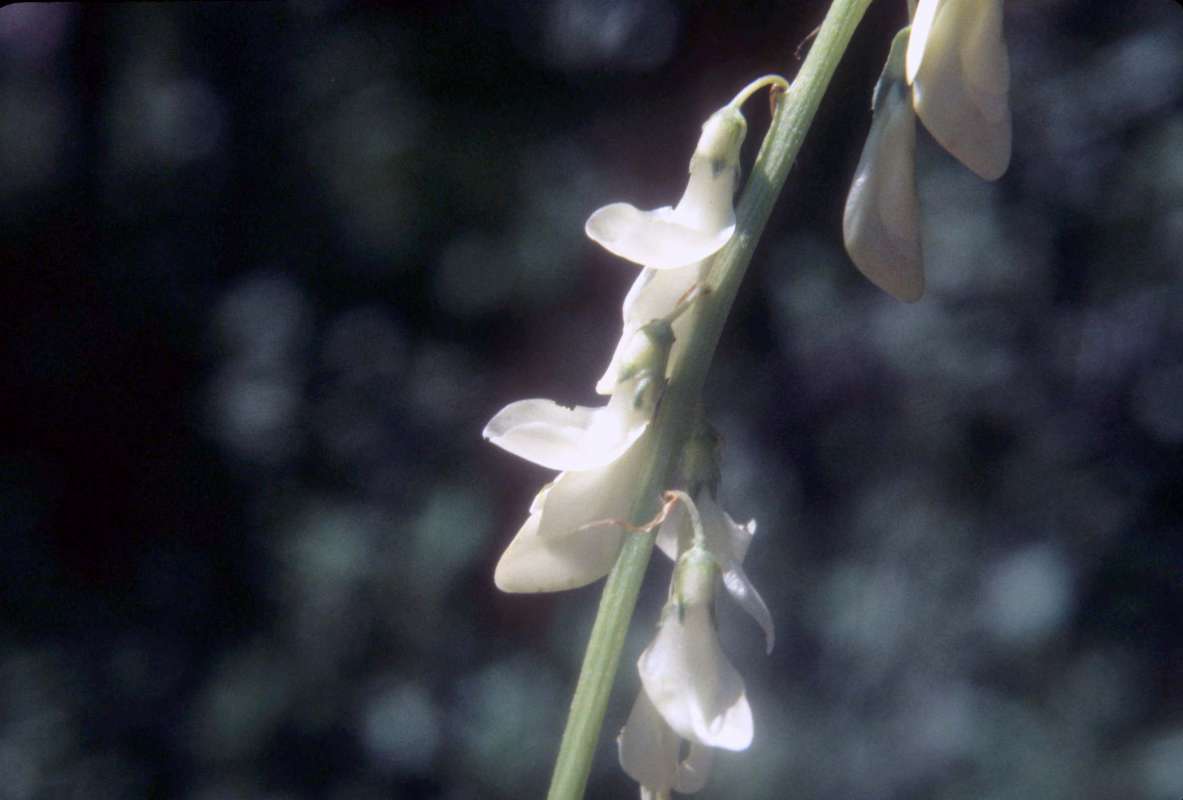 Flowers<br>(Location of Picture: Beaver Lake, Wa,  june 19, 2000)