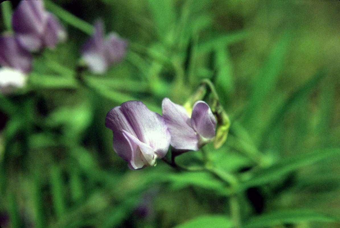 Flowers<br>(Location of Picture: Entiat, Wa, USA, May 24, 2000)