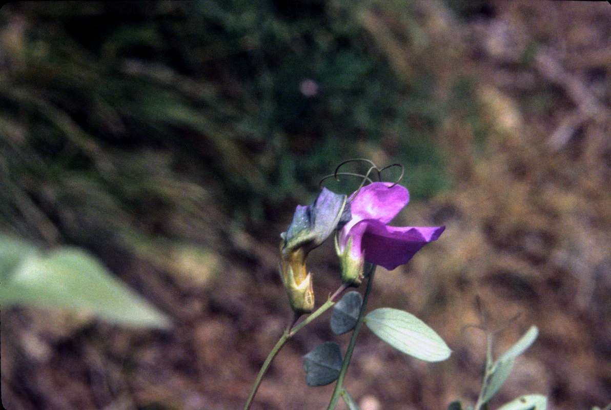 Top Of Plant in  Bloom<br>(Location of Picture: Entiat, Wa, USA, May 24, 2000)