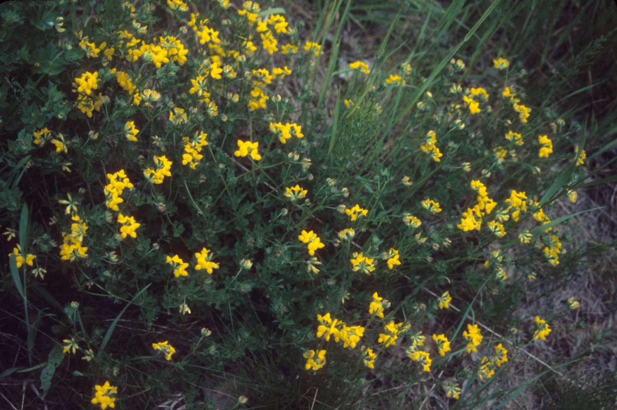 Habitat<br>(Location of Picture: Blewitt Pass, Wa, USA)