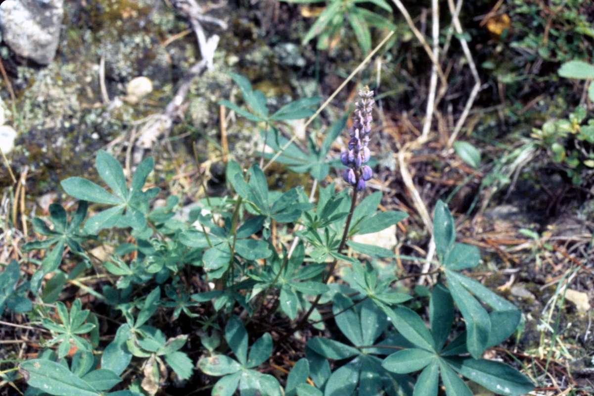Habitat<br>(Location of Picture: Hurley Peak, Washington)