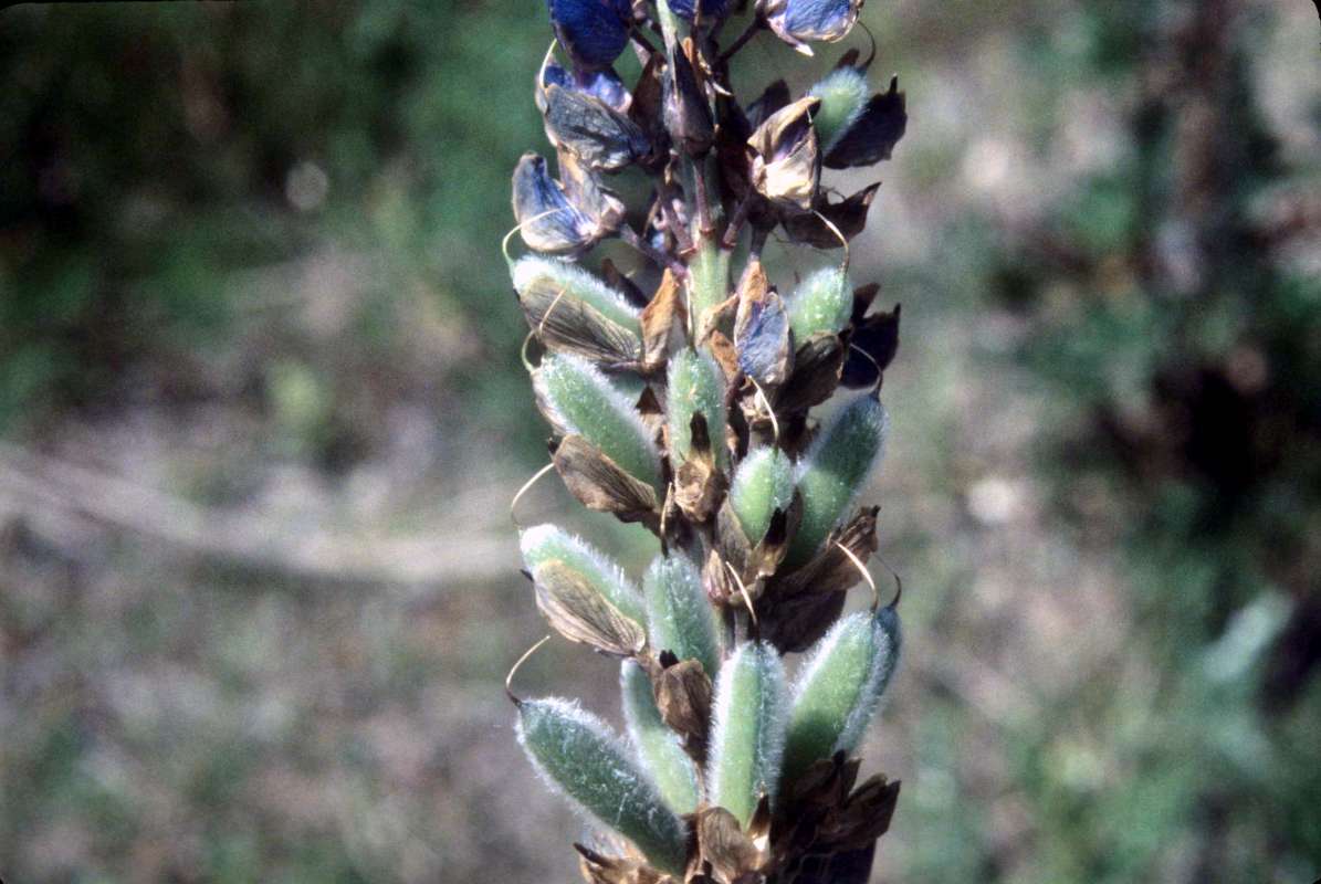 Pods<br>(Location of Picture: Usk, Washington, June 20, 2000)