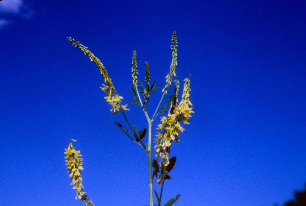 Flower Racemes<br>(Location of Picture: Grant Woods, Illinois)