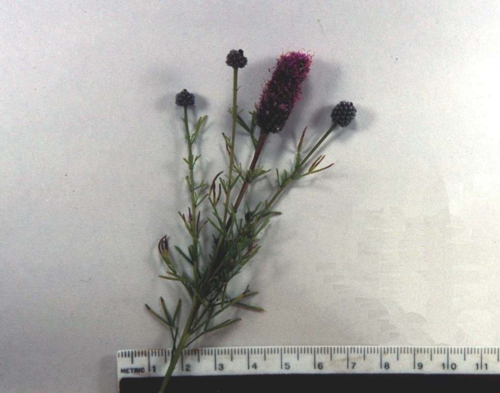 Mounted - Top Of Plant in  Bloom<br>(Location of Picture: Winthrop Harbor, Il, Aug 5, 2000)