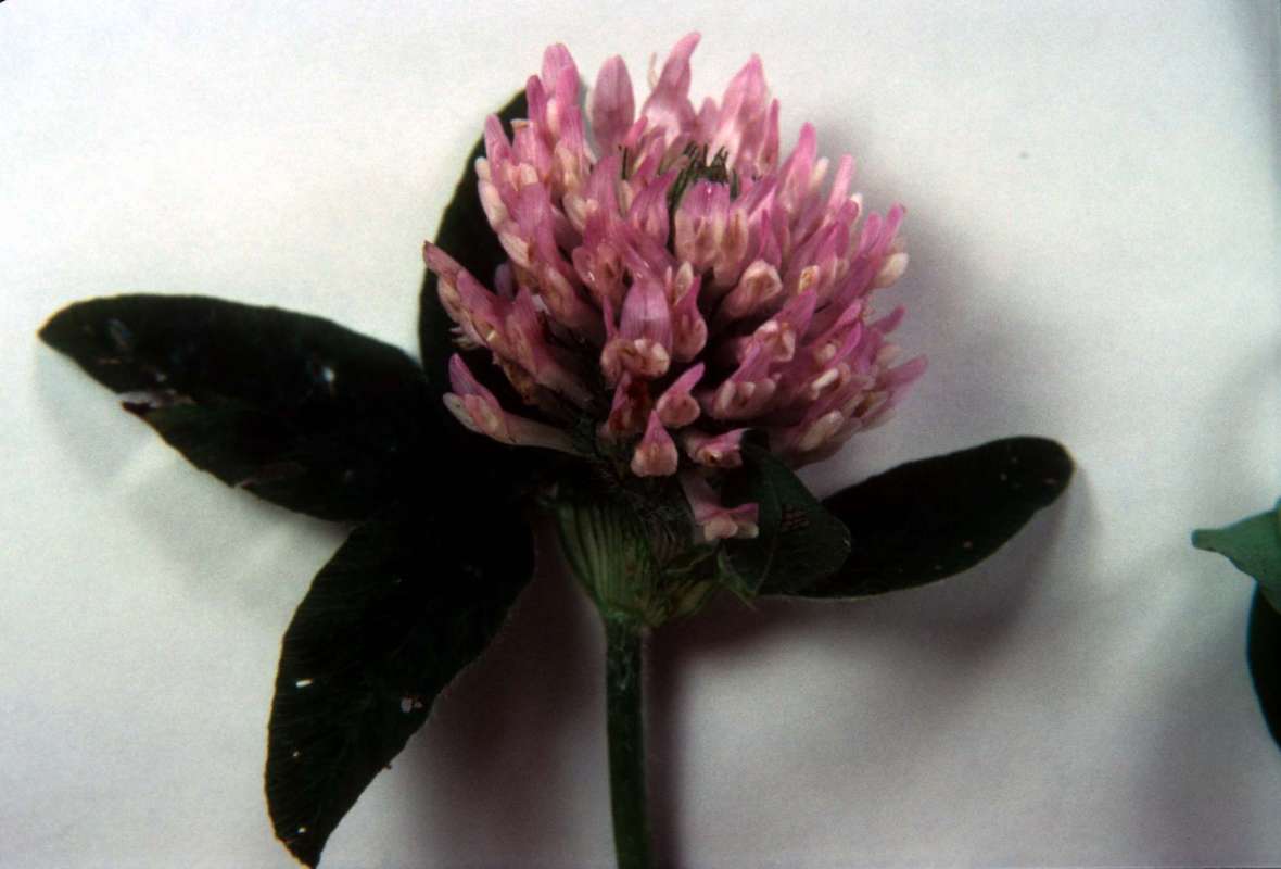 Flower Head<br>(Origin of the Specimen: Lake County, Illinois, USA)