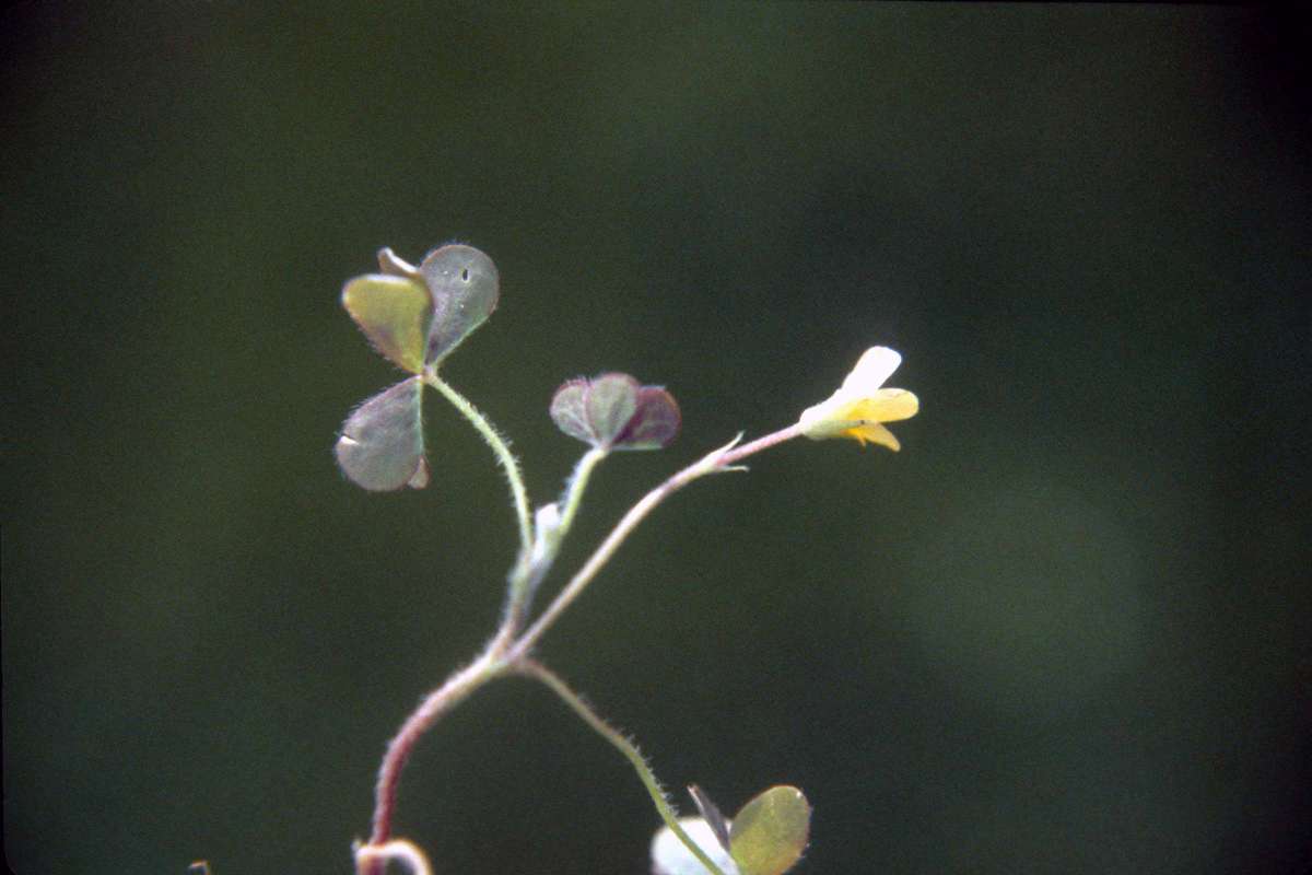 Top Of Plant in  Bloom<br>(Location of Picture: Okanogan, Washington, USA)