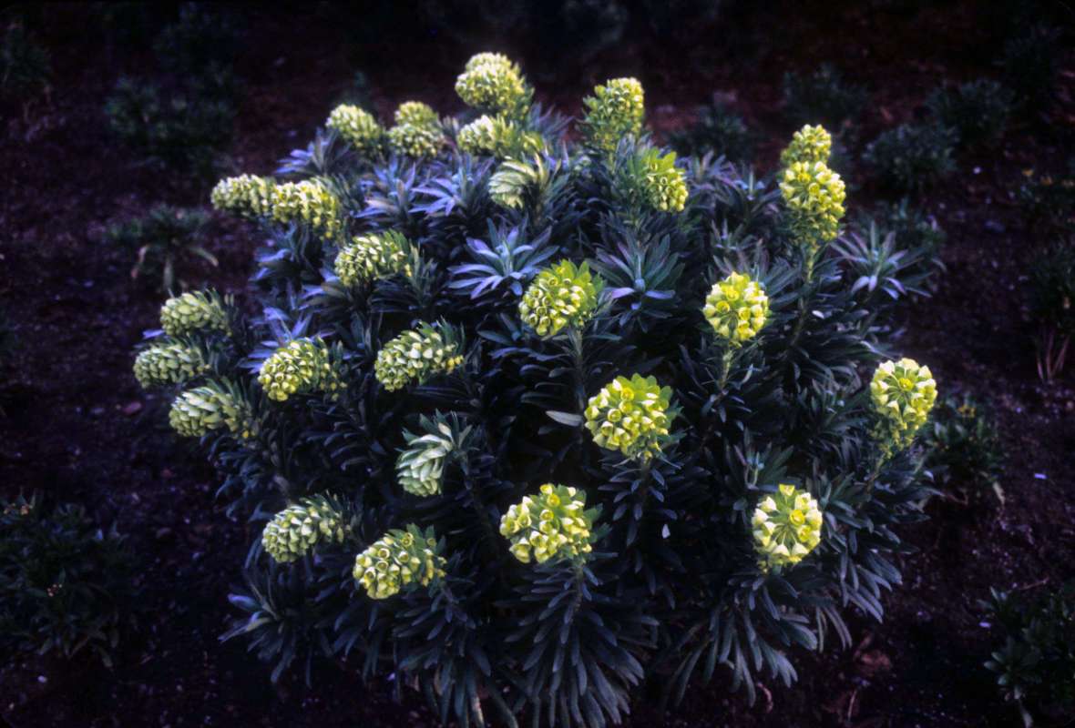 Reproduction<br>(Location of Picture: Private Garden, Seattle, Wa, 2006)<br>(Location of Picture: Garden, Vancouver, Bc, Canada)