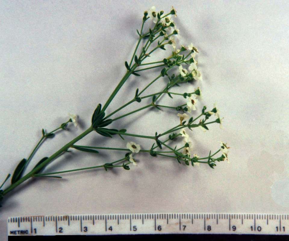 Top Of Plant in  Bloom - Mounted<br>(Origin of the Specimen: Winthrop Harbor, Il, USA, Aug 5, 00)