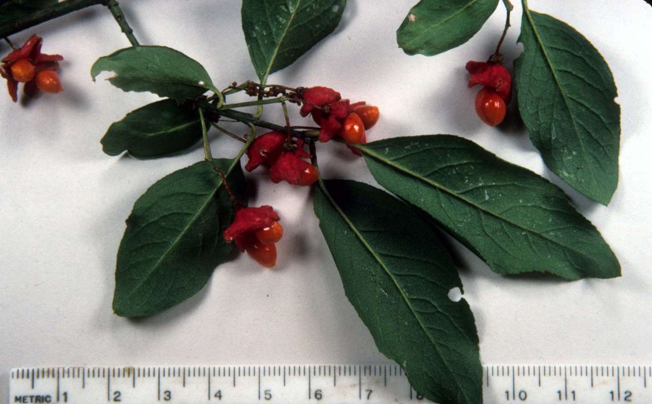 Fruit<br>(Origin of the Specimen: Mchenry, Illinois, USA)