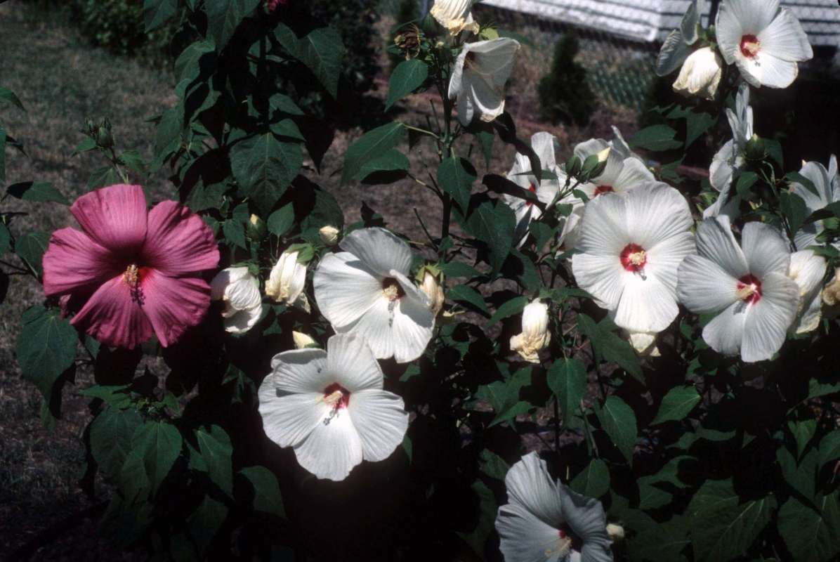 Flower<br>(Location of Picture: Garden, Omak, Wa, Aug 3, 2000)