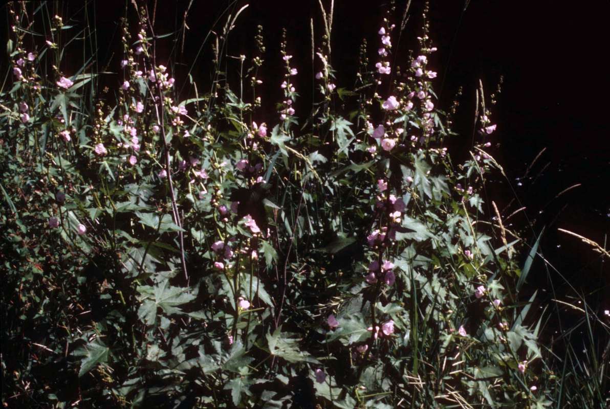 Top Of Plant in  Bloom<br>(Location of Picture: Salmon Creek, Wa, June 17, 2000)