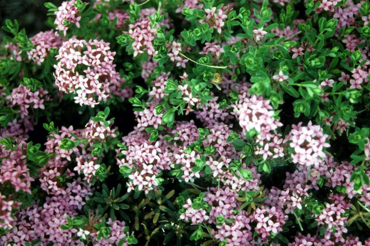 Flower Heads<br>(Location of Picture: Okanogan, Wa, USA, May 30, 2001)