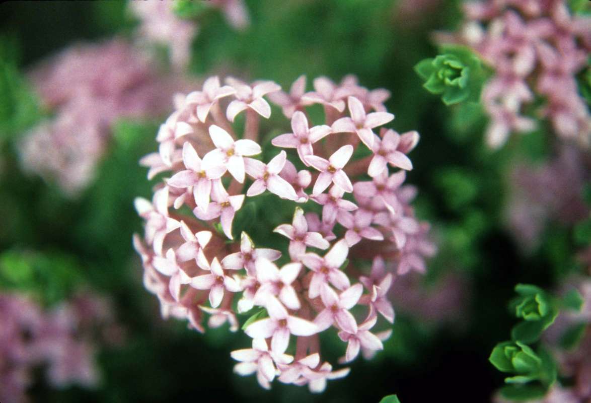 Flower Head<br>(Location of Picture: Okanogan, Wa, USA, May 30, 2001)