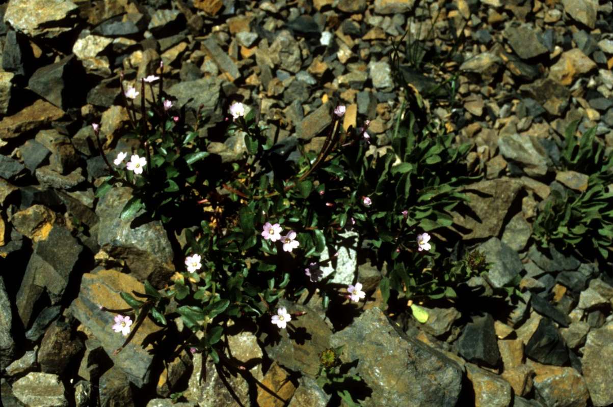 Habitat View<br>(Location of Picture: Slate Peak, Wa, USA, Aug 4, 2000)