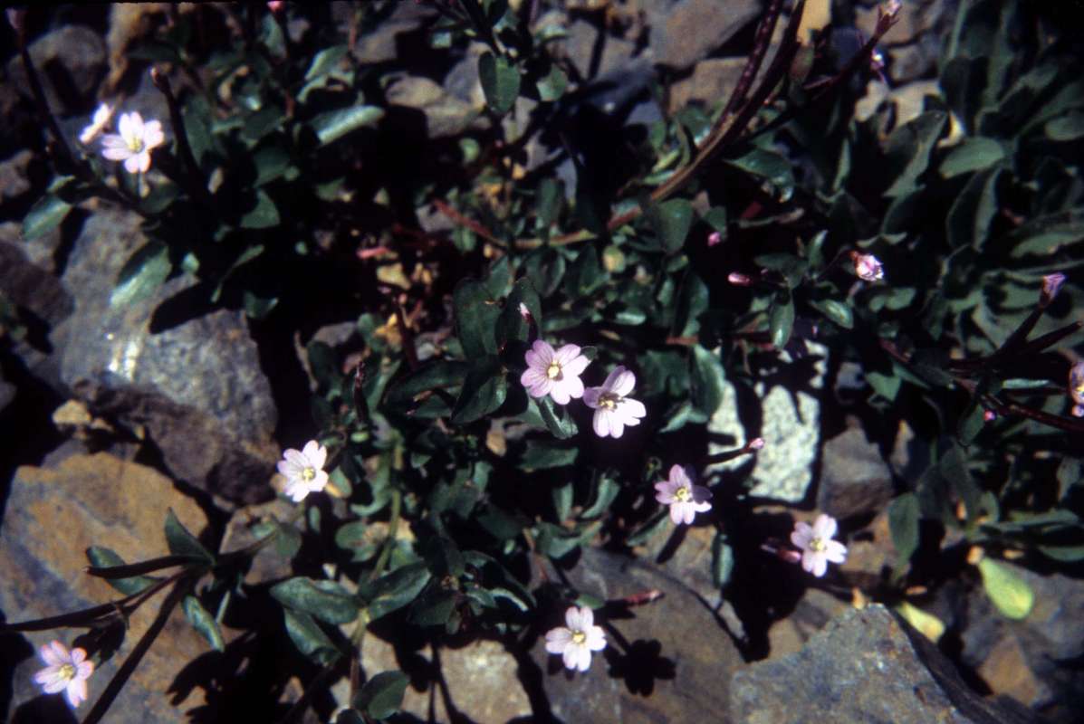 Habitat - Close View<br>(Location of Picture: Slate Peak, Wa, USA, Aug 4, 2000)