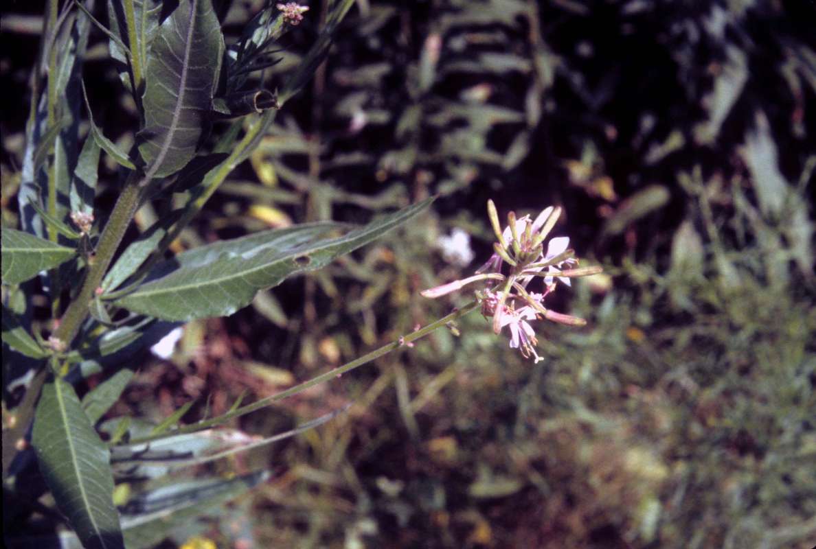 Leaves and Flowers<br>(Location of Picture: Wadsworth Prairie, Il, Aug 20, 2004)