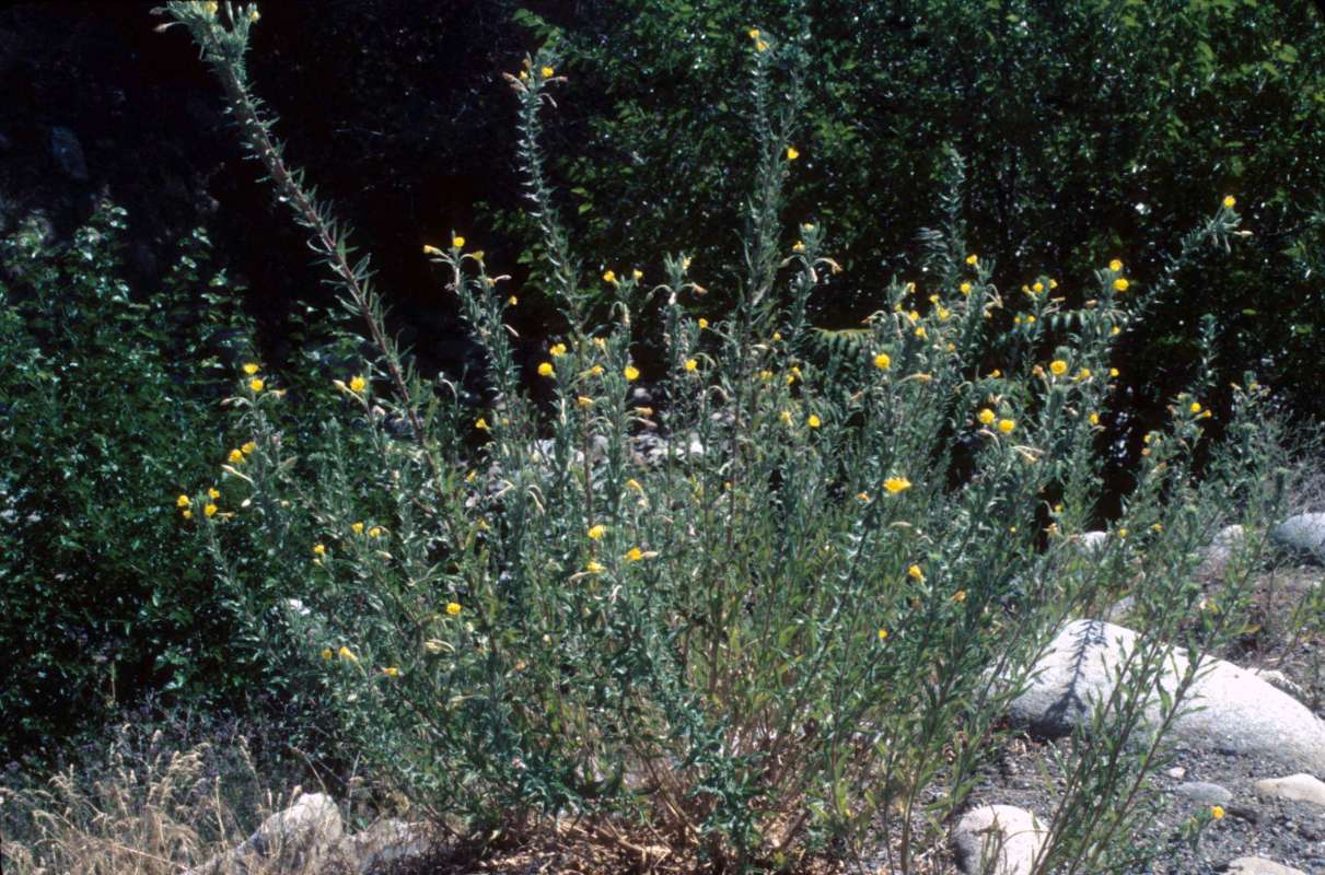 Silhouette<br>(Location of Picture: Okanogan, Wa, July 2, 2000)
