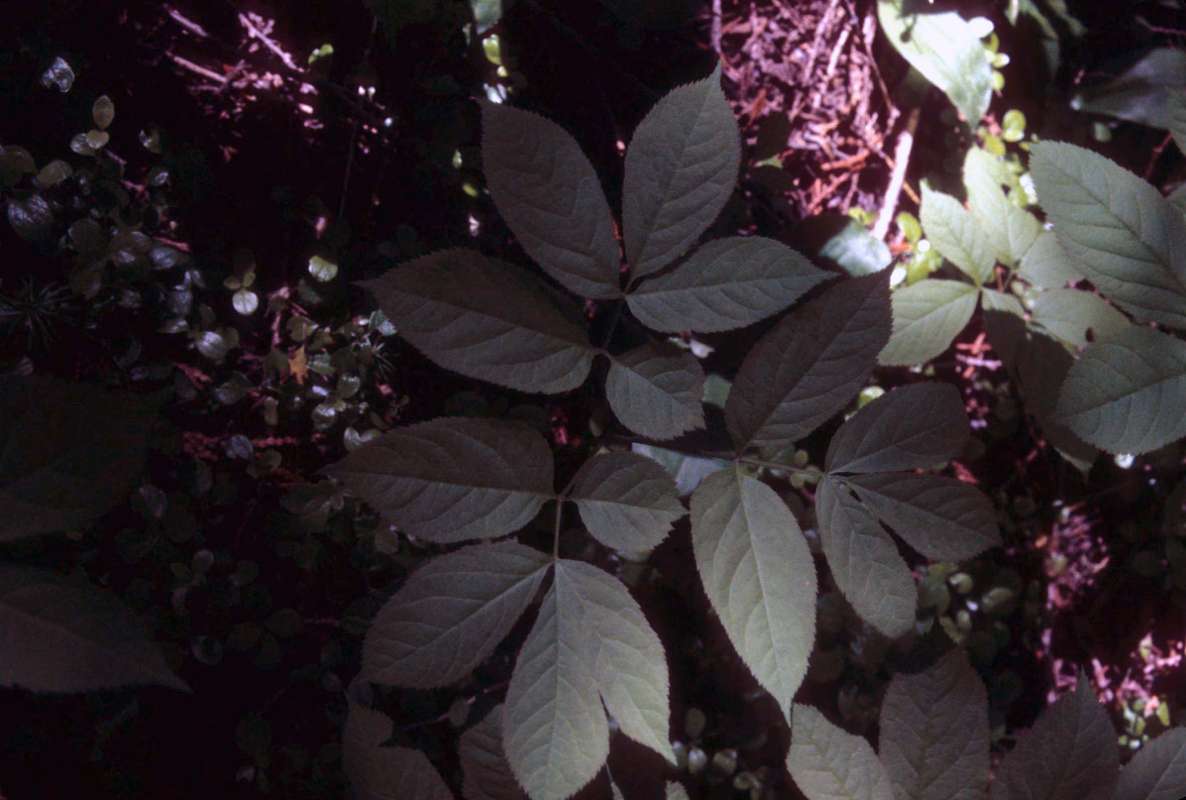 Leaves<br>(Location of Picture: Browns Lake, Wa, June 20, 2000)