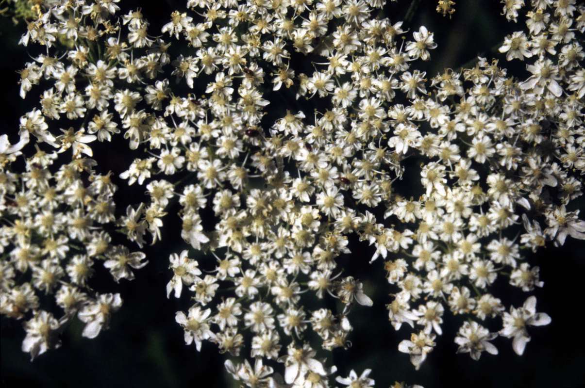 Flowers<br>(Location of Picture: Salmon Meadows, Wa, July 2, 2001)