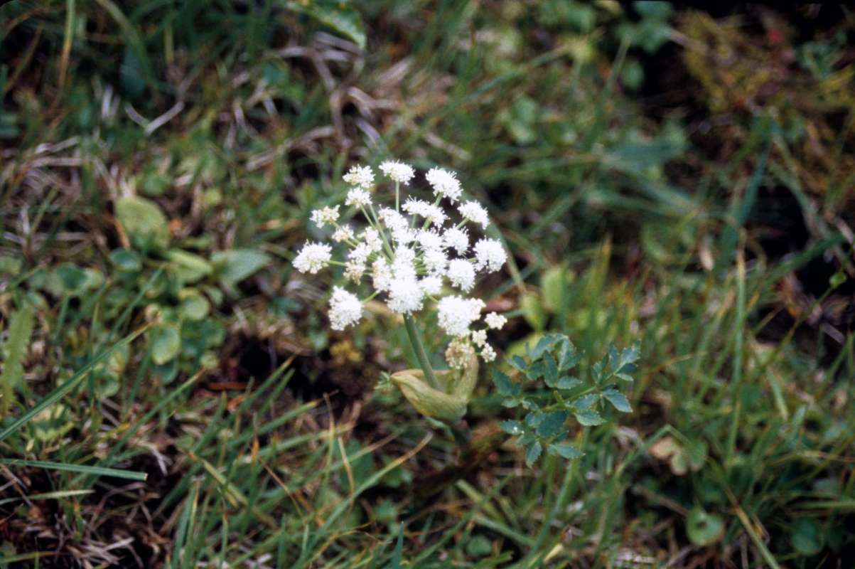 Habitat<br>(Location of Picture: Hurley Peak, Wa, Aug 20, 2001)