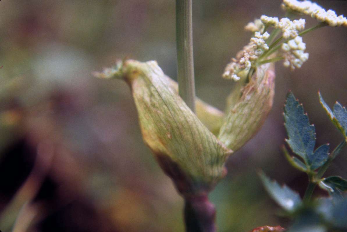 Stem<br>(Location of Picture: Hurley Peak, Wa, Aug 20, 2001)