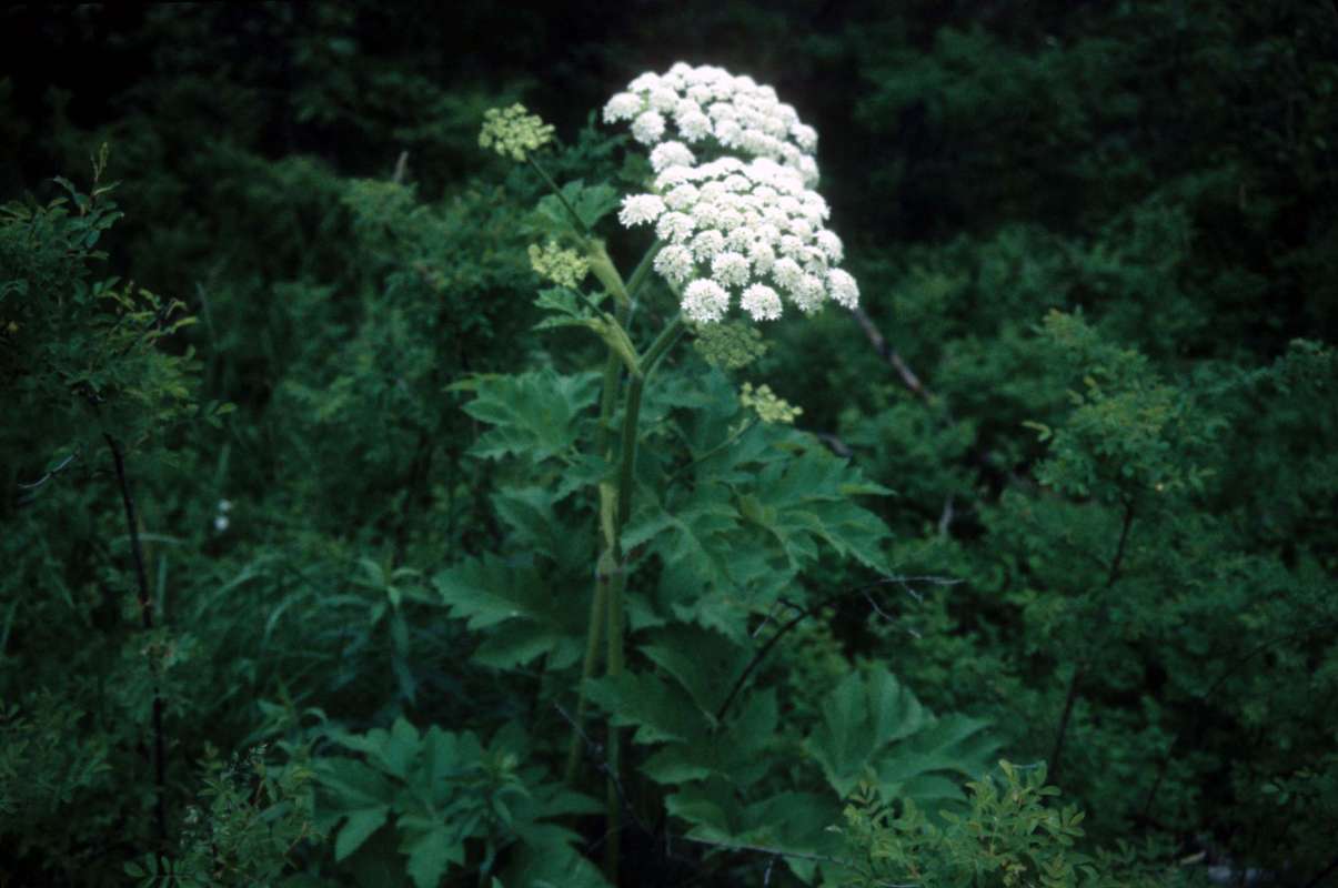Top Of Plant<br>(Location of Picture: Ole Elm, Wa, June 6, 2000)