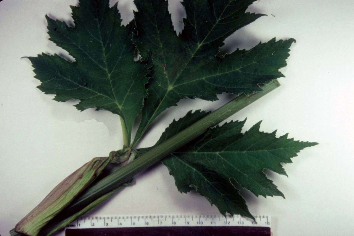Stem and Leaves<br>(Origin of the Specimen: Mchenry Co, Illinois, USA)