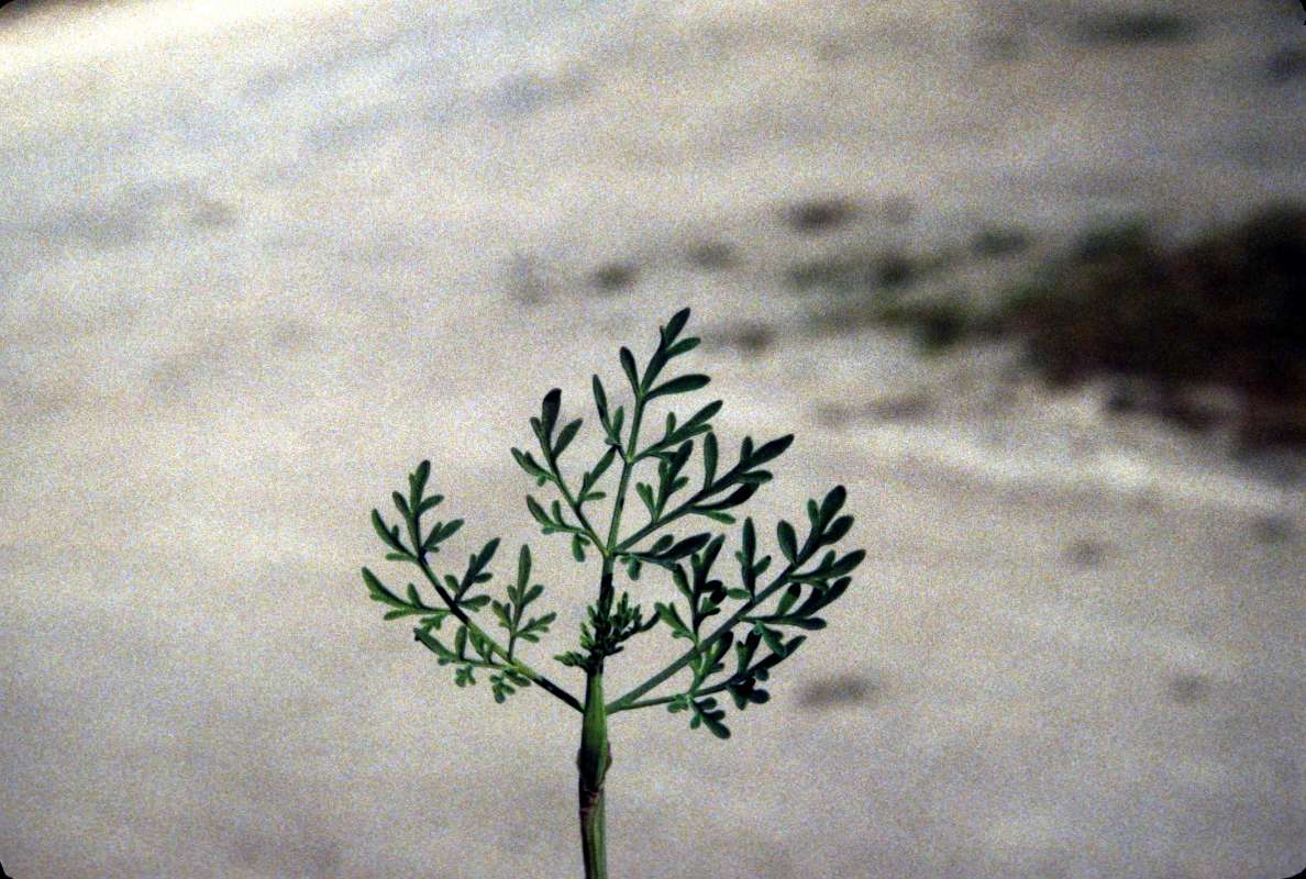 Leaf<br>(Location of Picture: Entiat, Wa, USA, May 24, 2000)