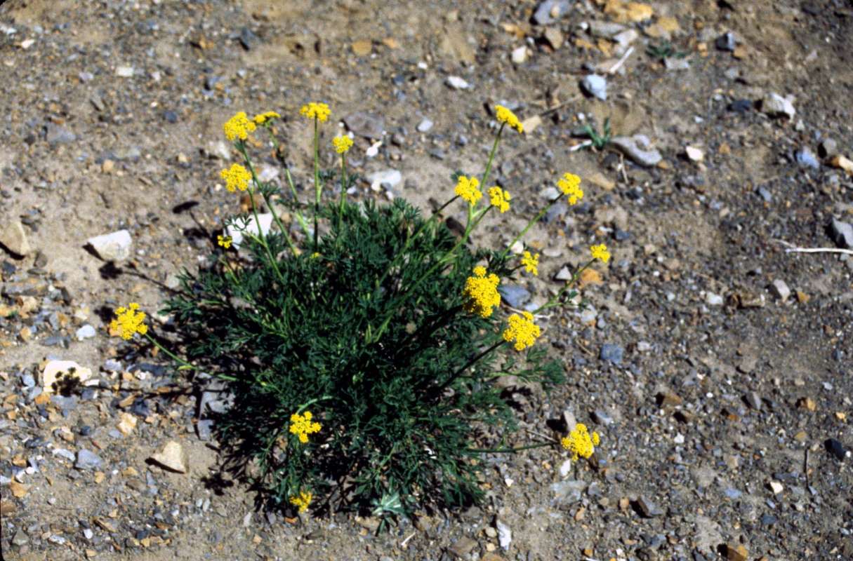 Silhouette<br>(Location of Picture: Slate Peak, Wa, Aug 4, 2000)