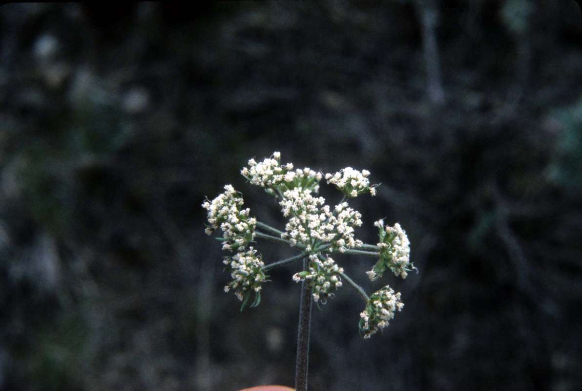 Top Of Plant<br>(Location of Picture: Little Goose Lake, Wa)
